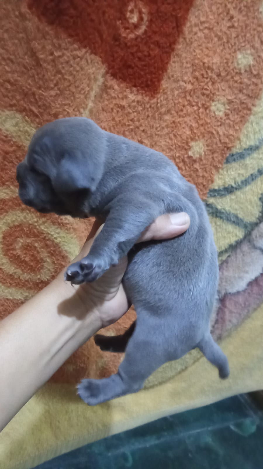 Portal Vendocão filhotes de american bully goiania