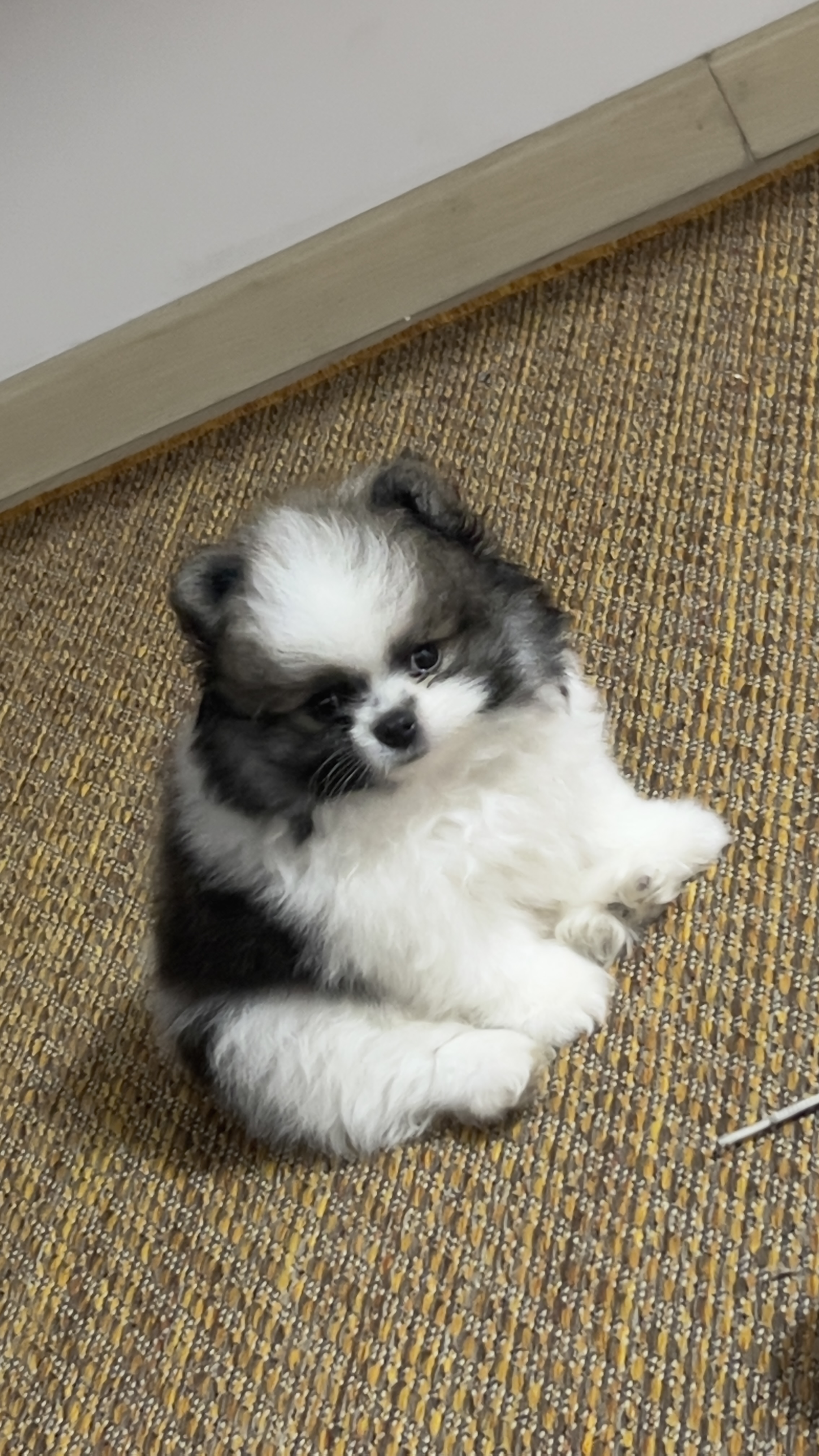 Spitz Alemão anão macho  - Foto 1