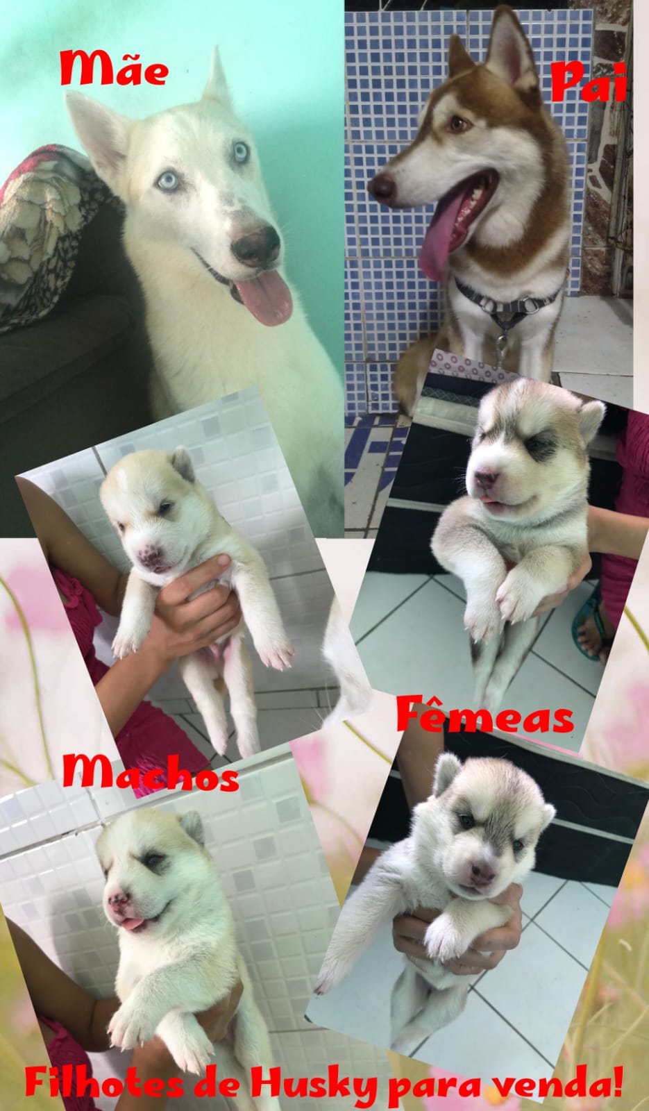 Portal Vendocão Husky siberiano 1 mês de nascido comem ração já  Salvador
