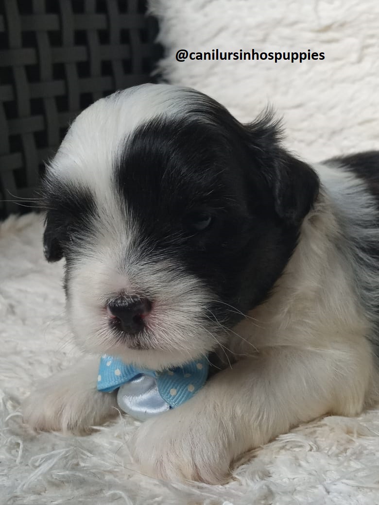 Portal Vendocão lhasa apso adquira hoje seu bebe #canilursinhospuppies  capão redondo 