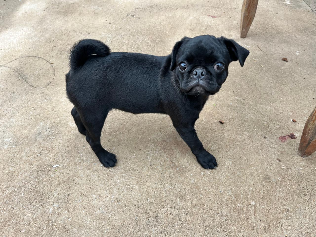 Portal Vendocão PUG MACHO Cuiabá