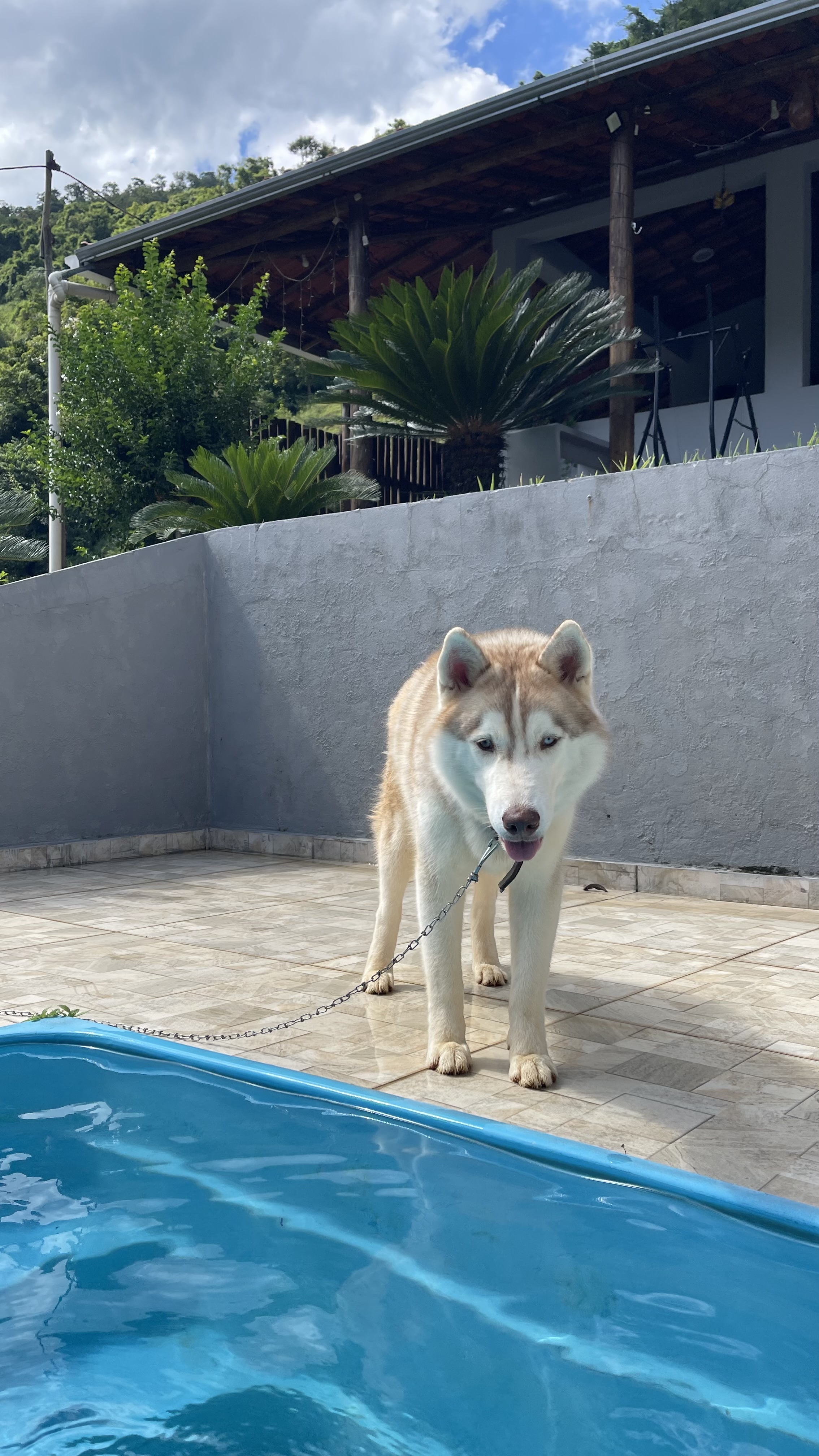 Husky Siberiano 