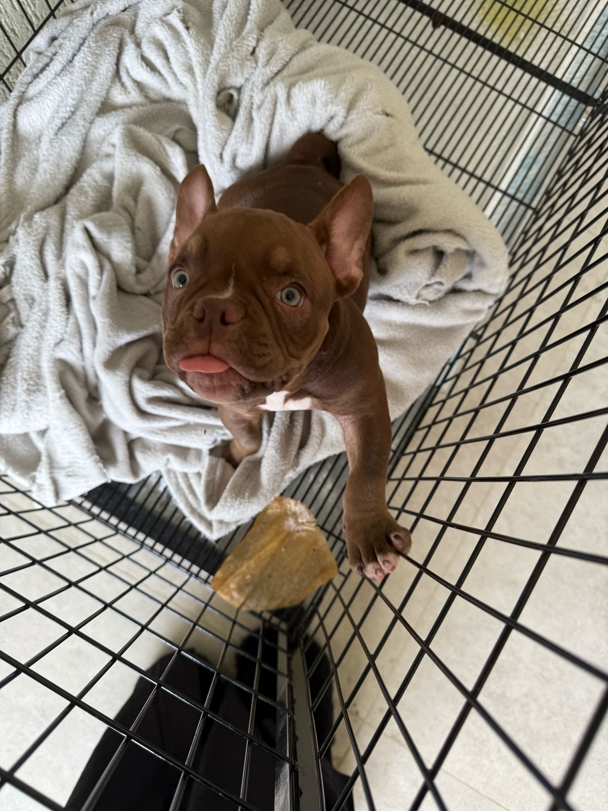 Portal Vendocão Filhote de American Bully Fêmea  Curitiba