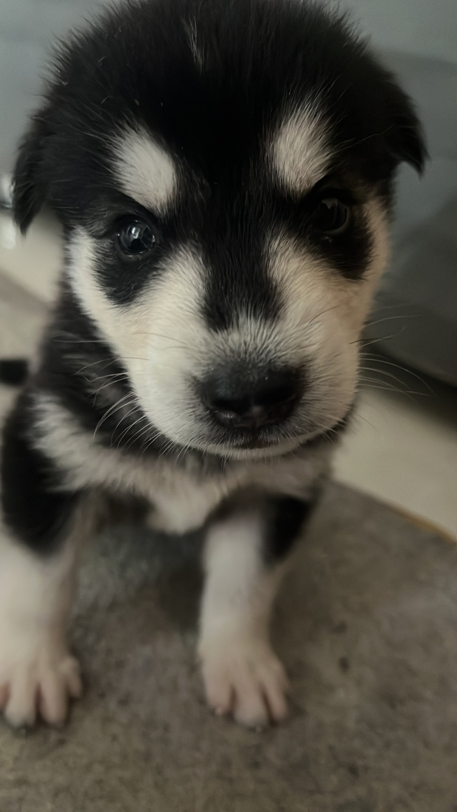 HUSKY SIBERIANO - Foto 1