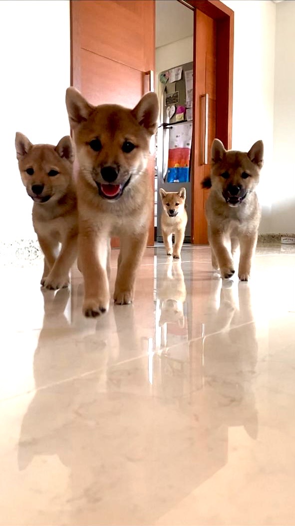 Portal Vendocão Filhote Macho de Shiba Inu Vitória 