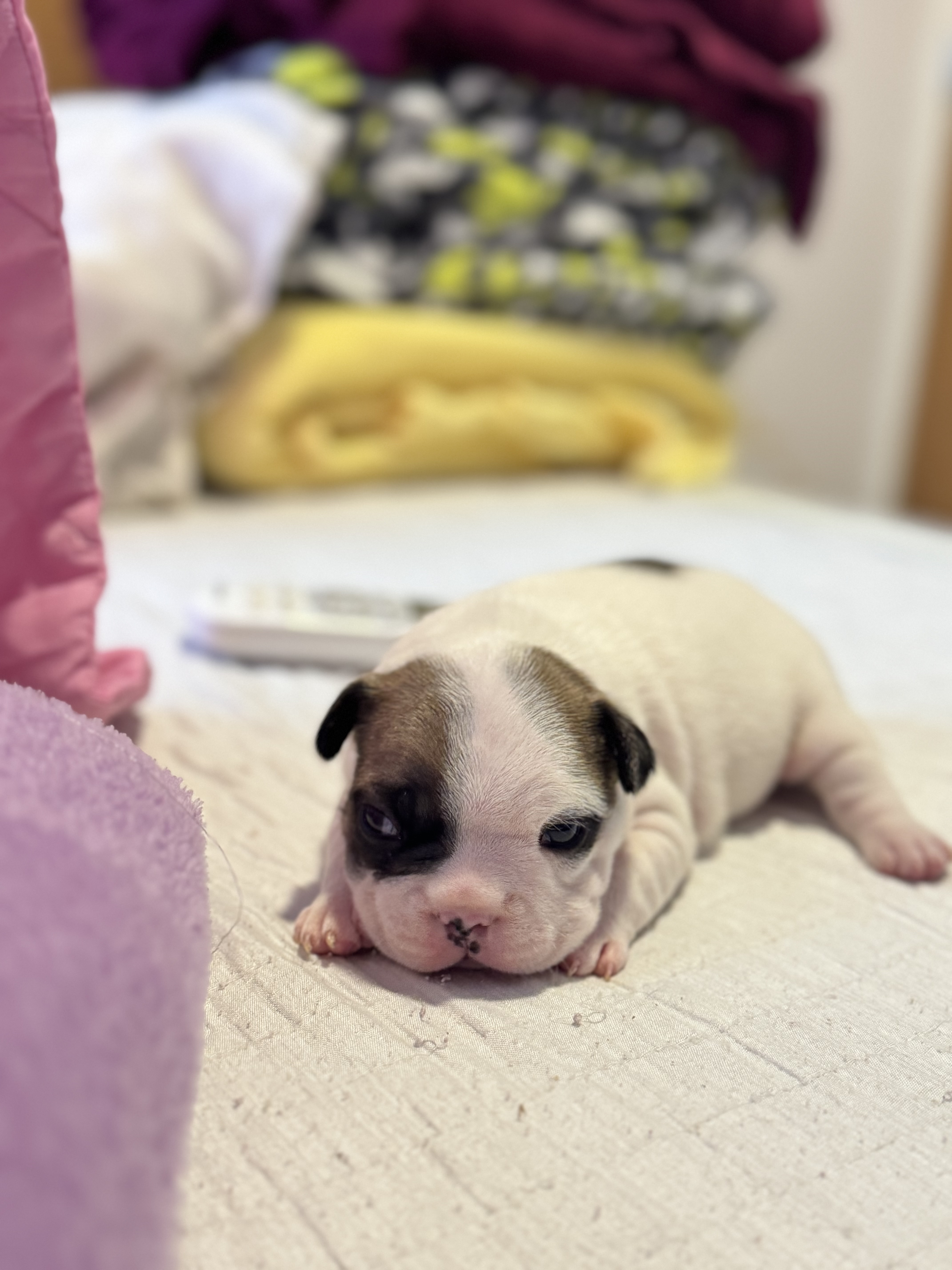 Portal Vendocão Vendo filhote de buldogue francês  Teresina 