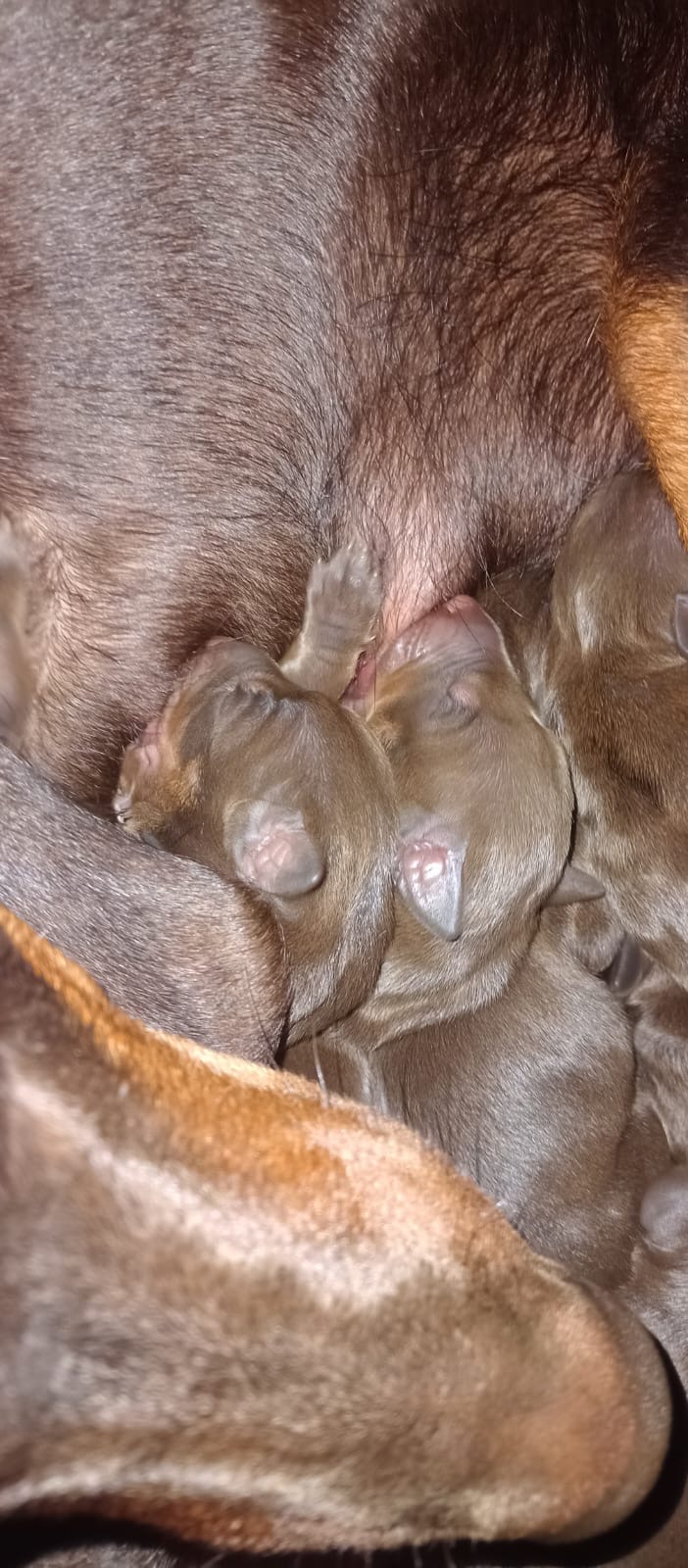 Portal Vendocão Dobermann disponível  Pelotas