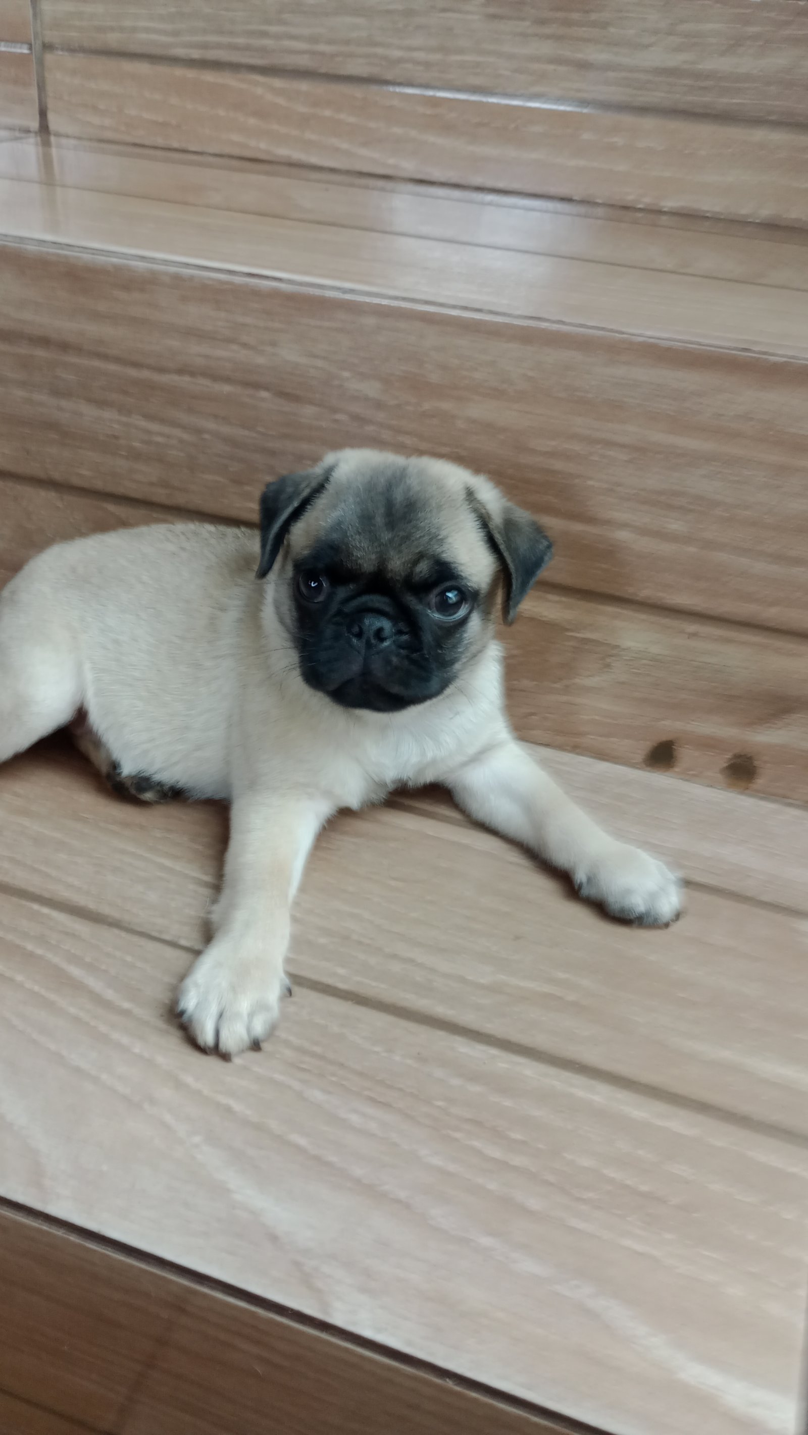 Pug 