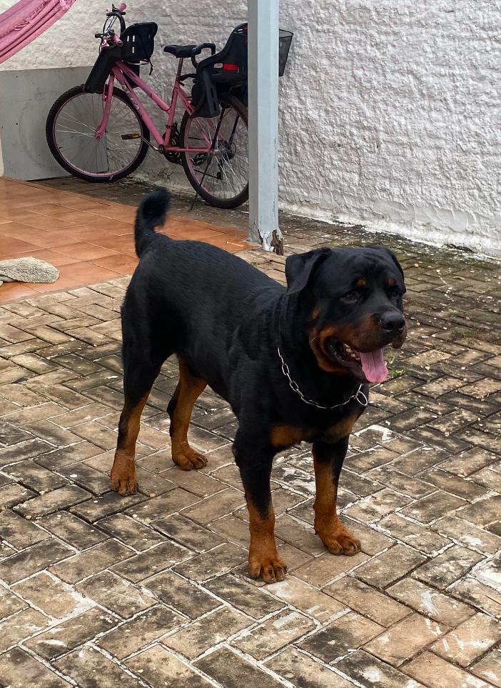 Portal Vendocão Rottweiller Palmas