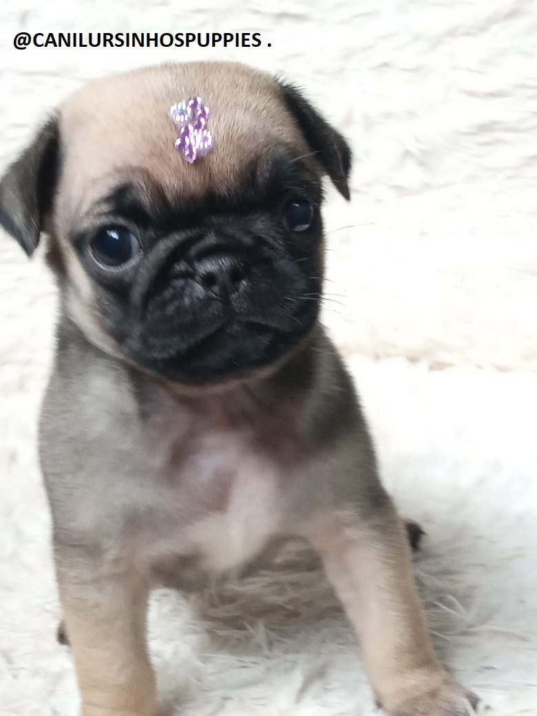 Portal Vendocão pug garanta hoje seu bebe @canilursinhospuppies  louveira 