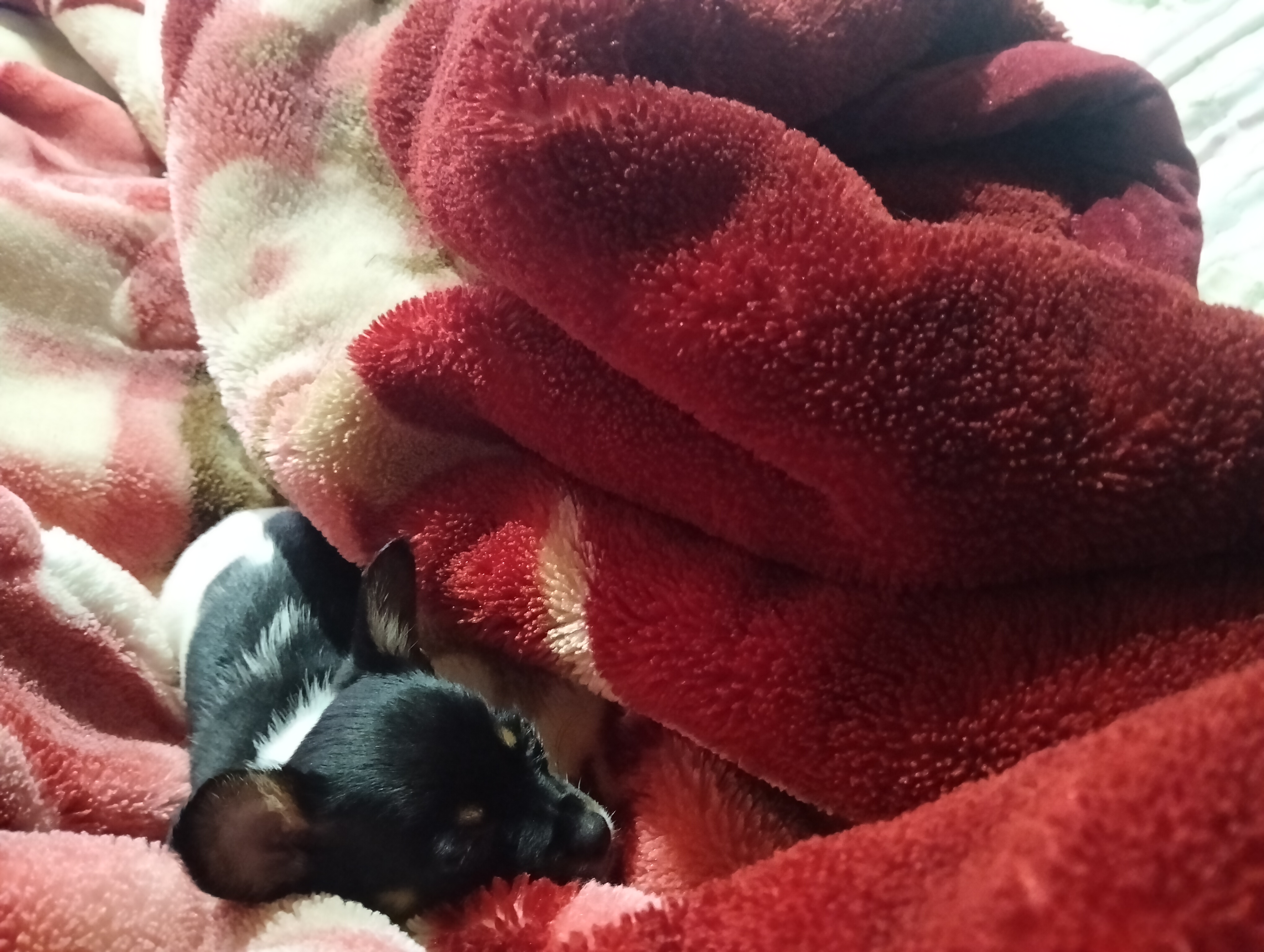vendo filhote de dog pinthers. - Foto 1