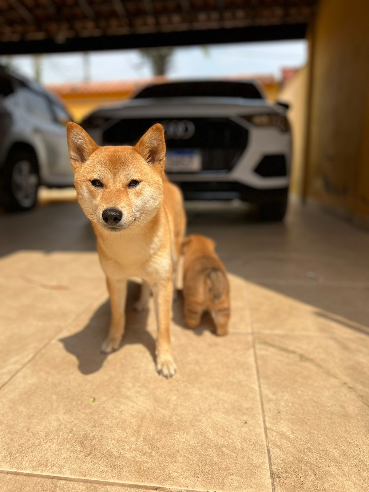 Portal Vendocão Filhote fêmea Shiba Inu  Rio de Janeiro 