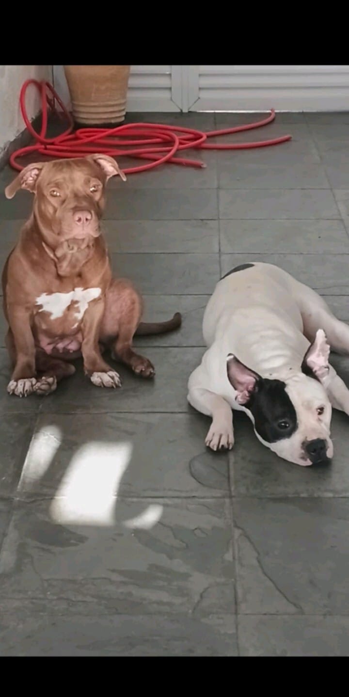 Filhote de pitbull - Foto 2