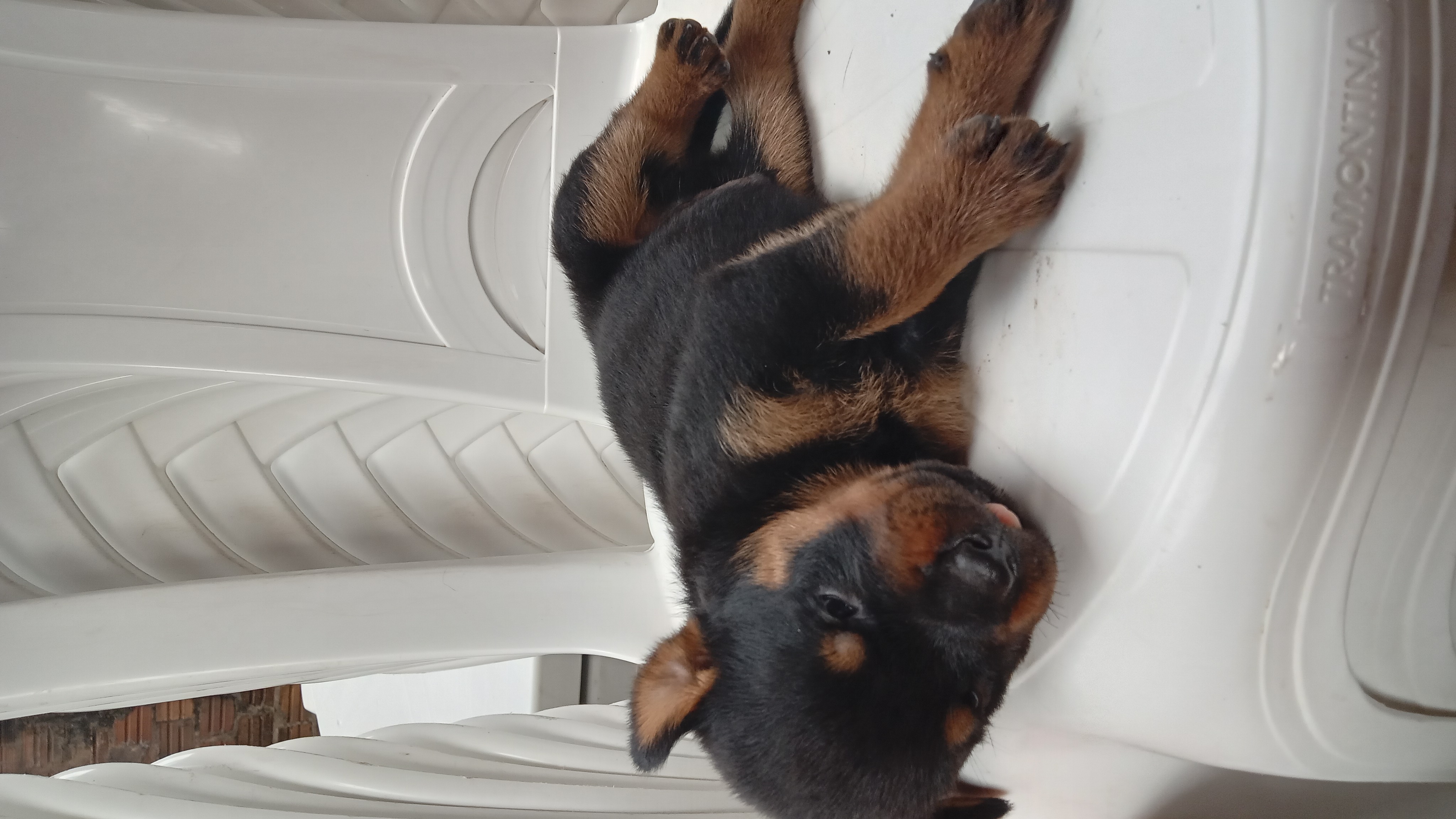 Portal Vendocão Filhotes de Rottweiler puros. Mistura de cabeça de touro e comum Sao luis