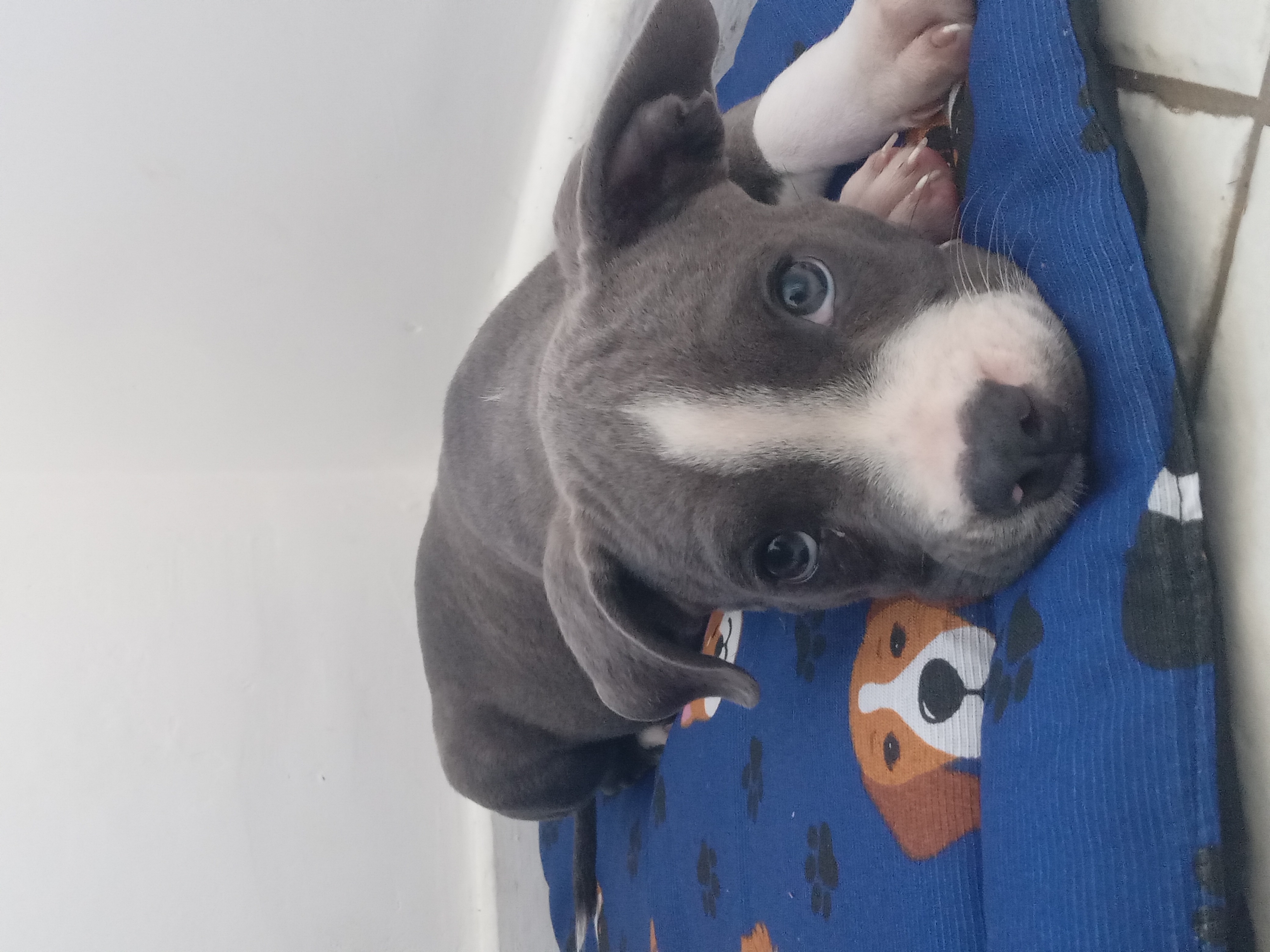 American bully macho - Foto 1