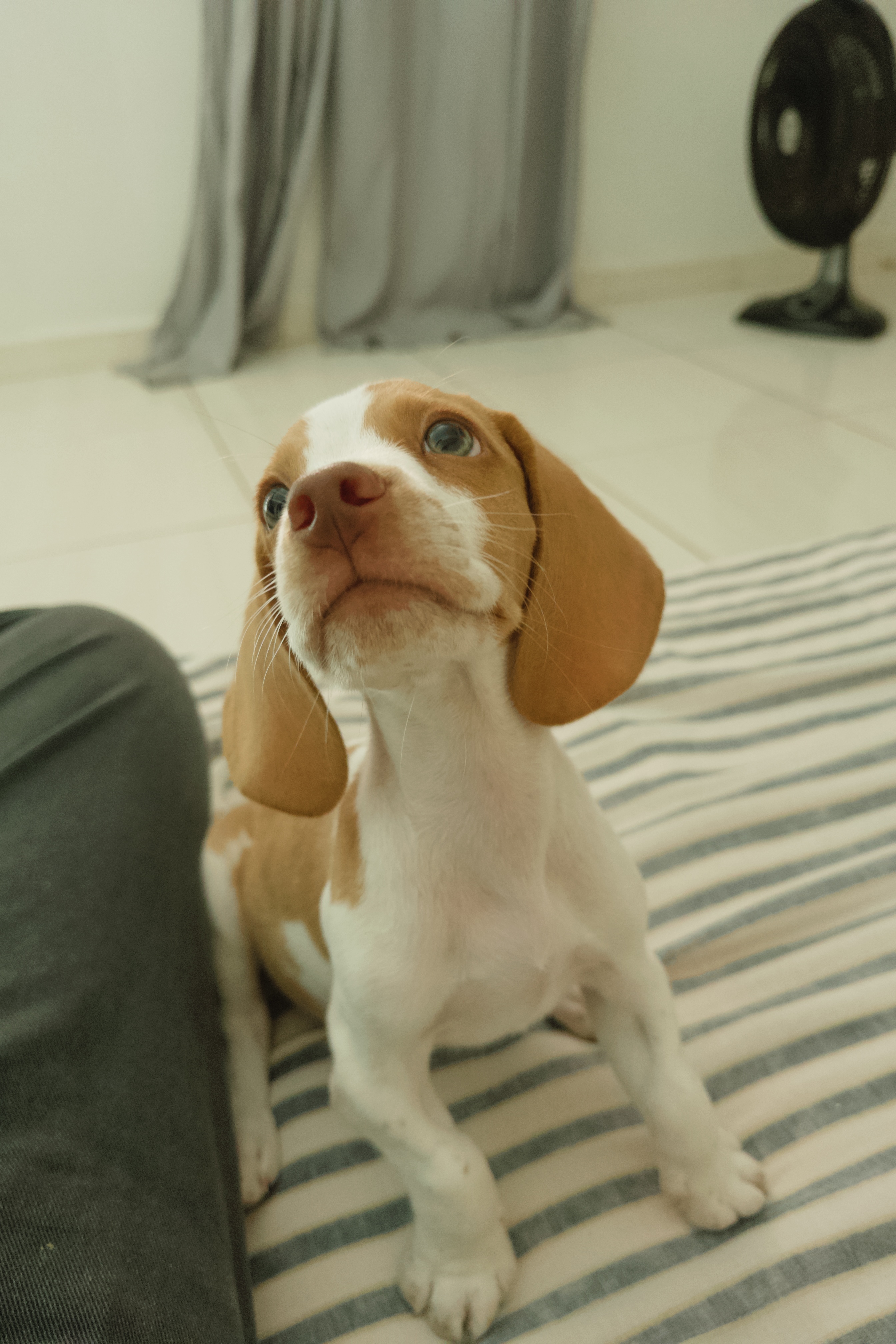 Beagle Filhote do Olho Claro - Foto 1