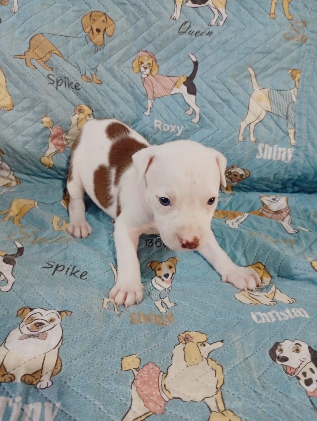 Filhote Pitbull 