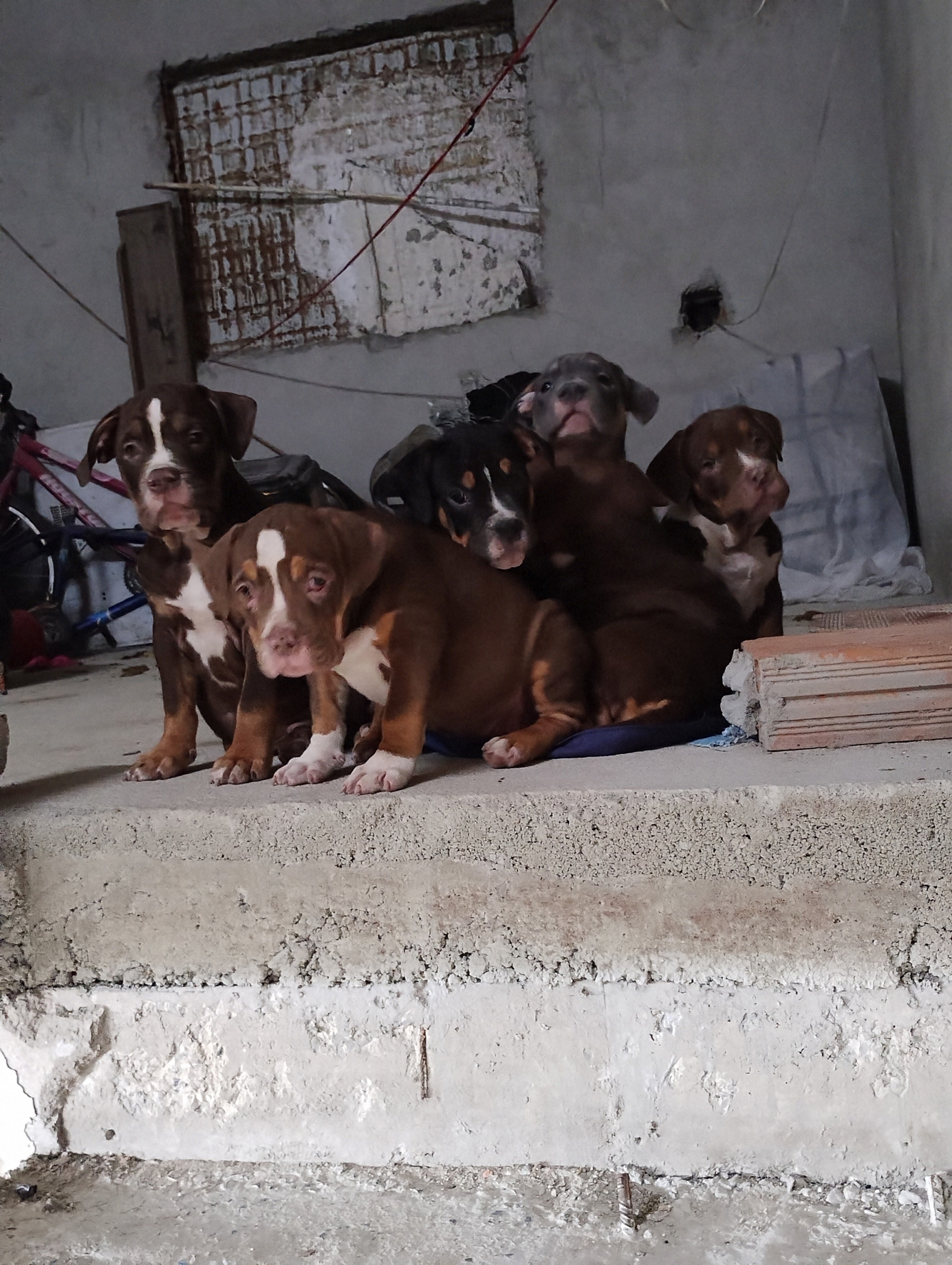 Filhotes de Americanan Bully  - Foto 1
