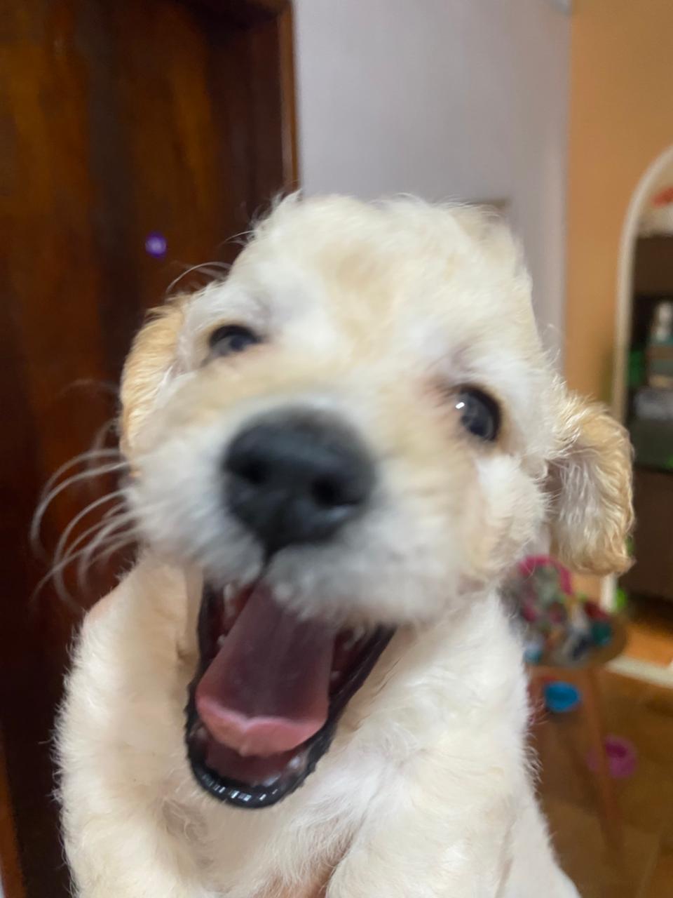 Portal Vendocão Filhote Poodle Salvador