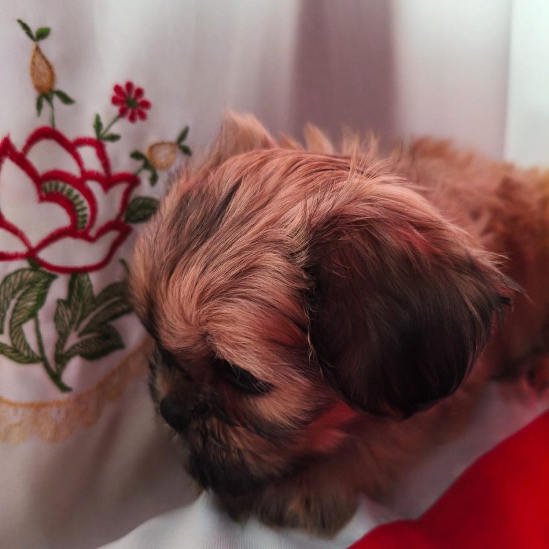 Linda fêmea de Lhasa apso