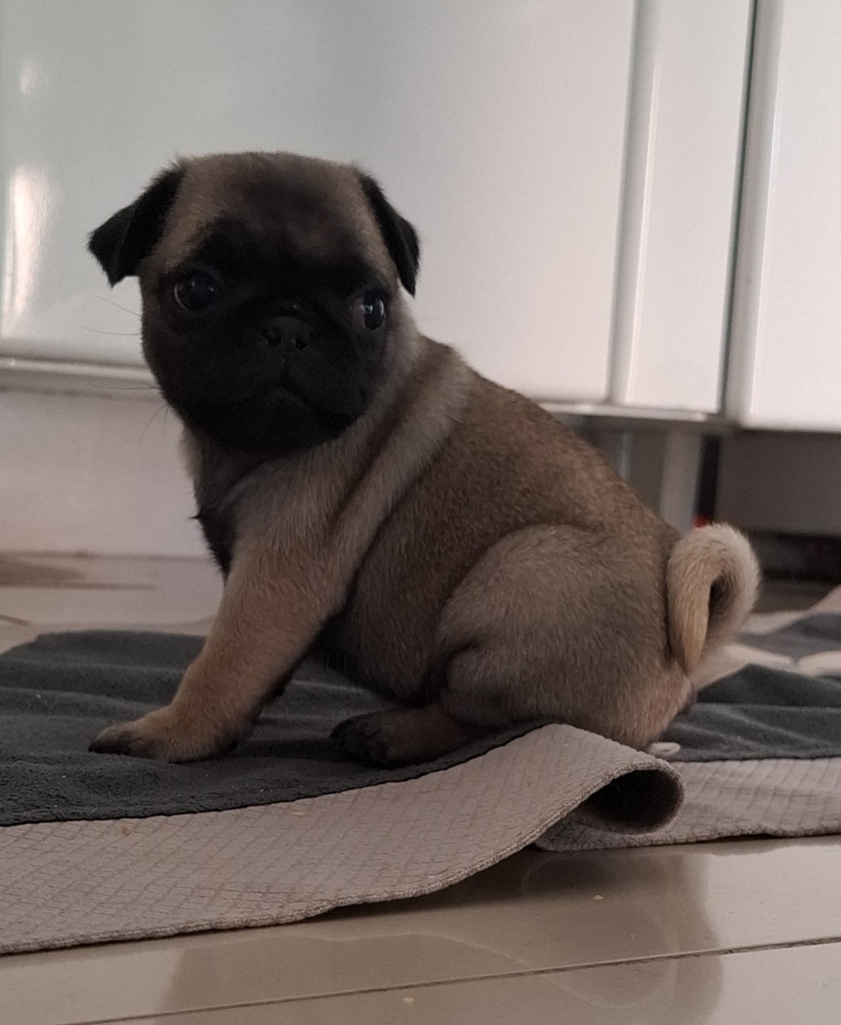 Pug  - Foto 2