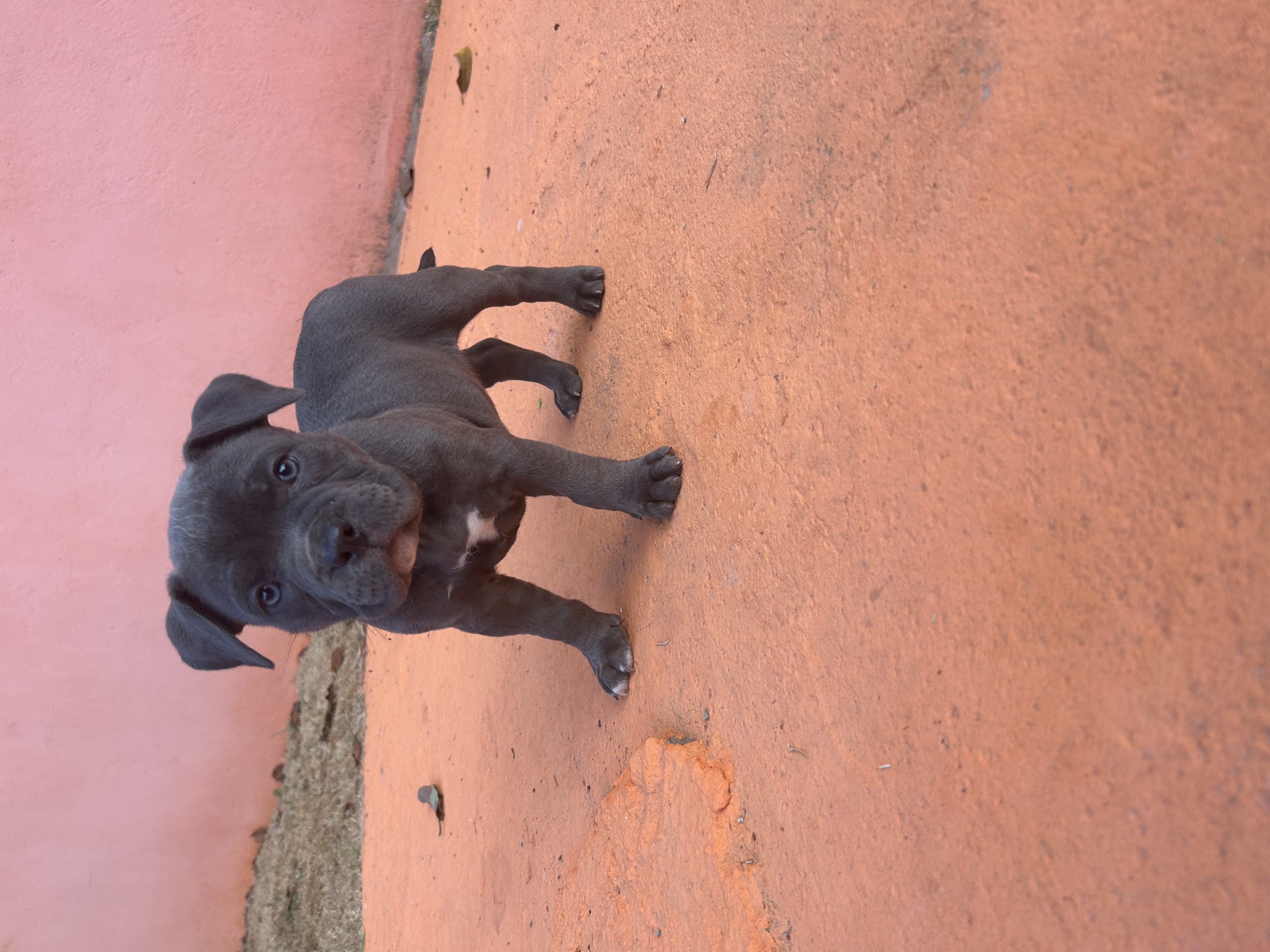 Portal Vendocão American Bully Pocket de olho azul  São Pedro