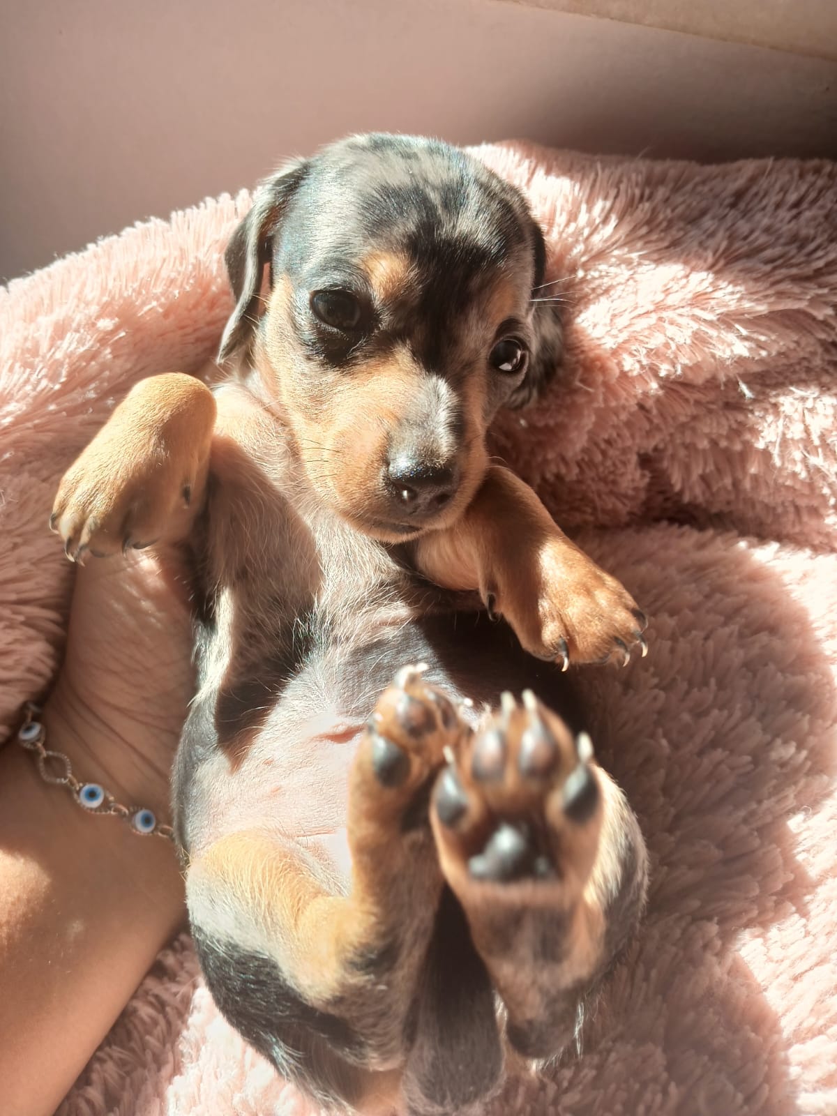 Filhote Teckel (macho) pais com pedigree a pronta entrega.