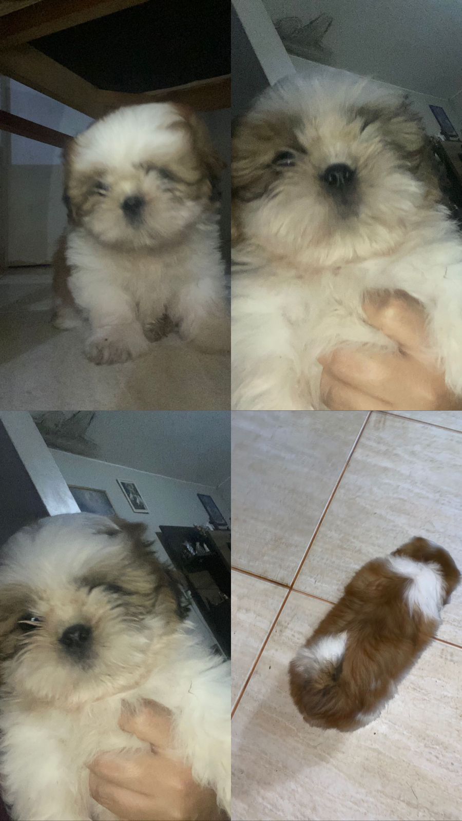 Portal Vendocão Shitzu macho filhote  Brasília