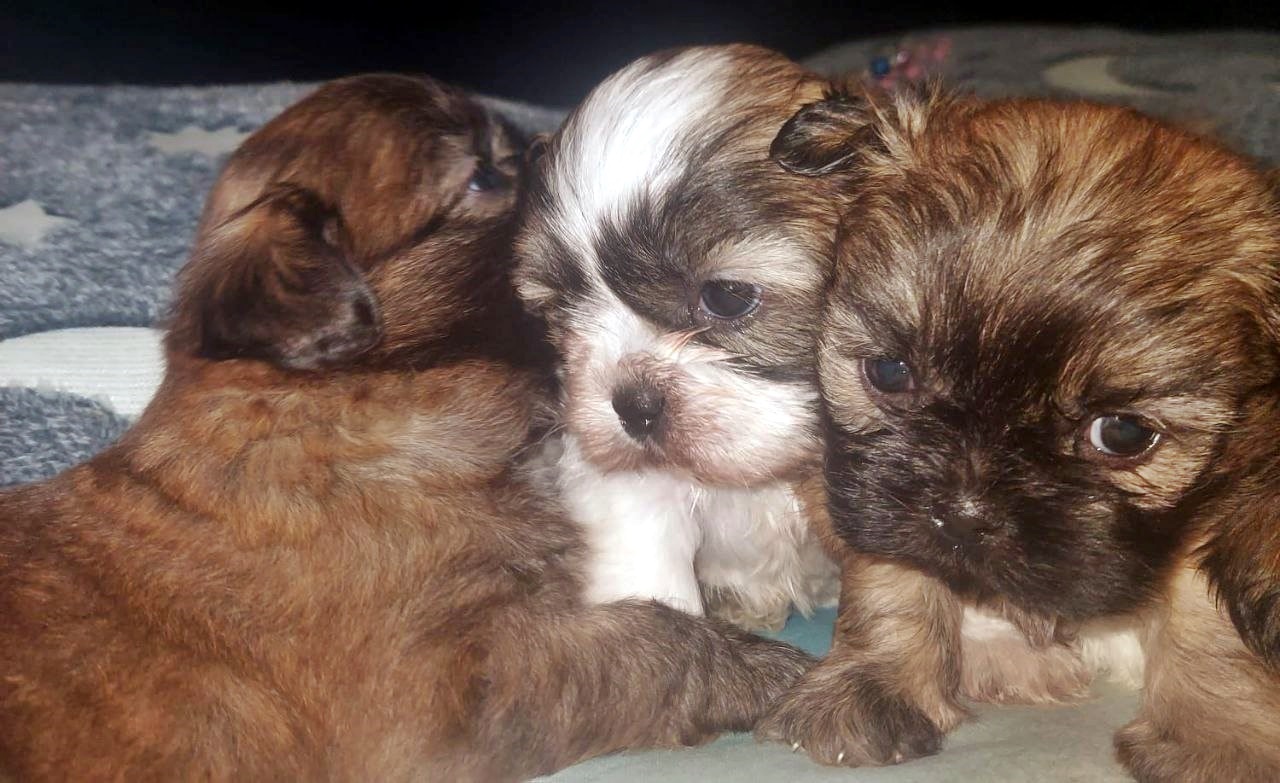 Portal Vendocão Filhotes de Shih Tzu à Pronta Entrega São Paulo