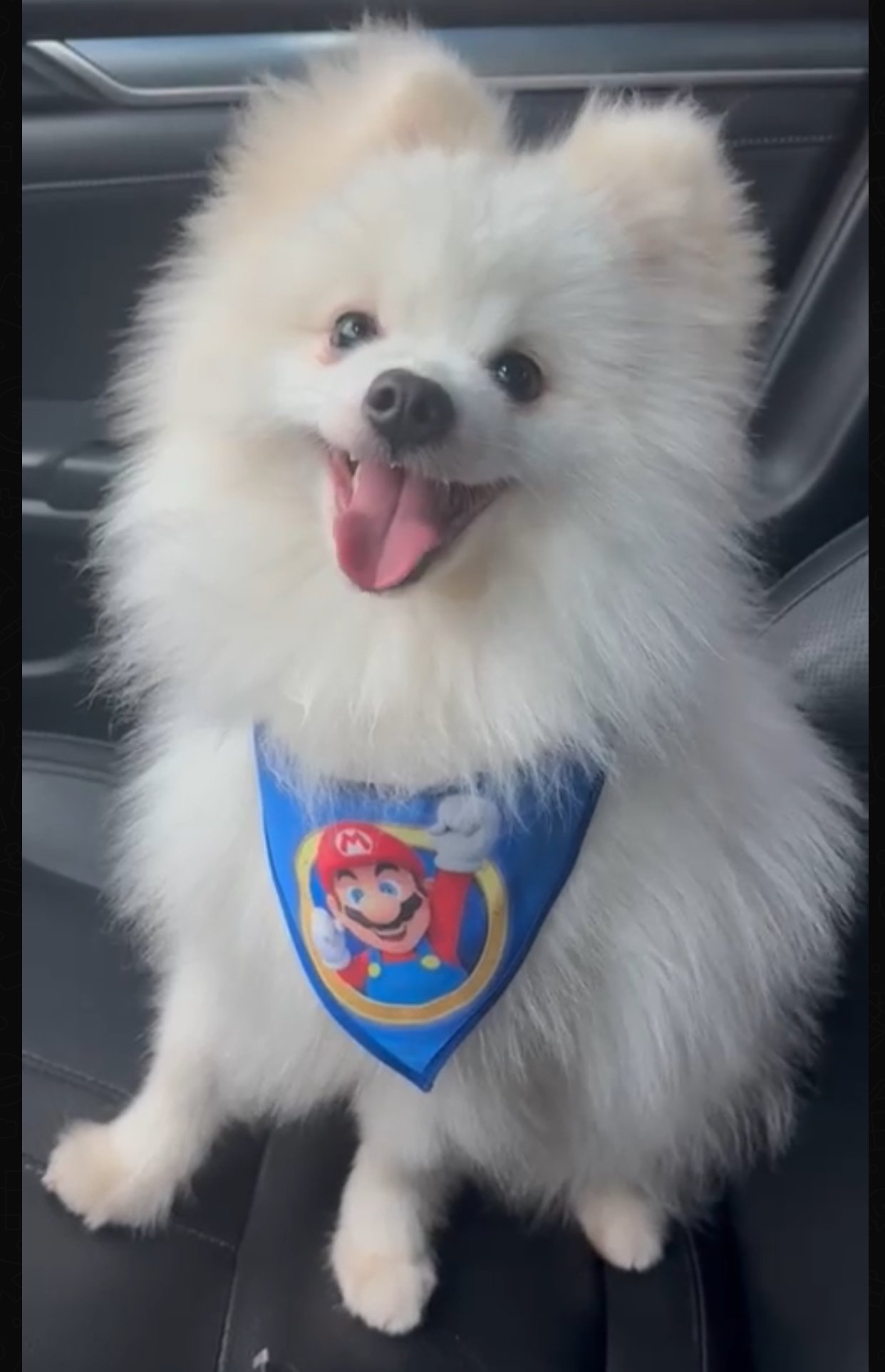 Lulu da pomerânio  - Foto 1