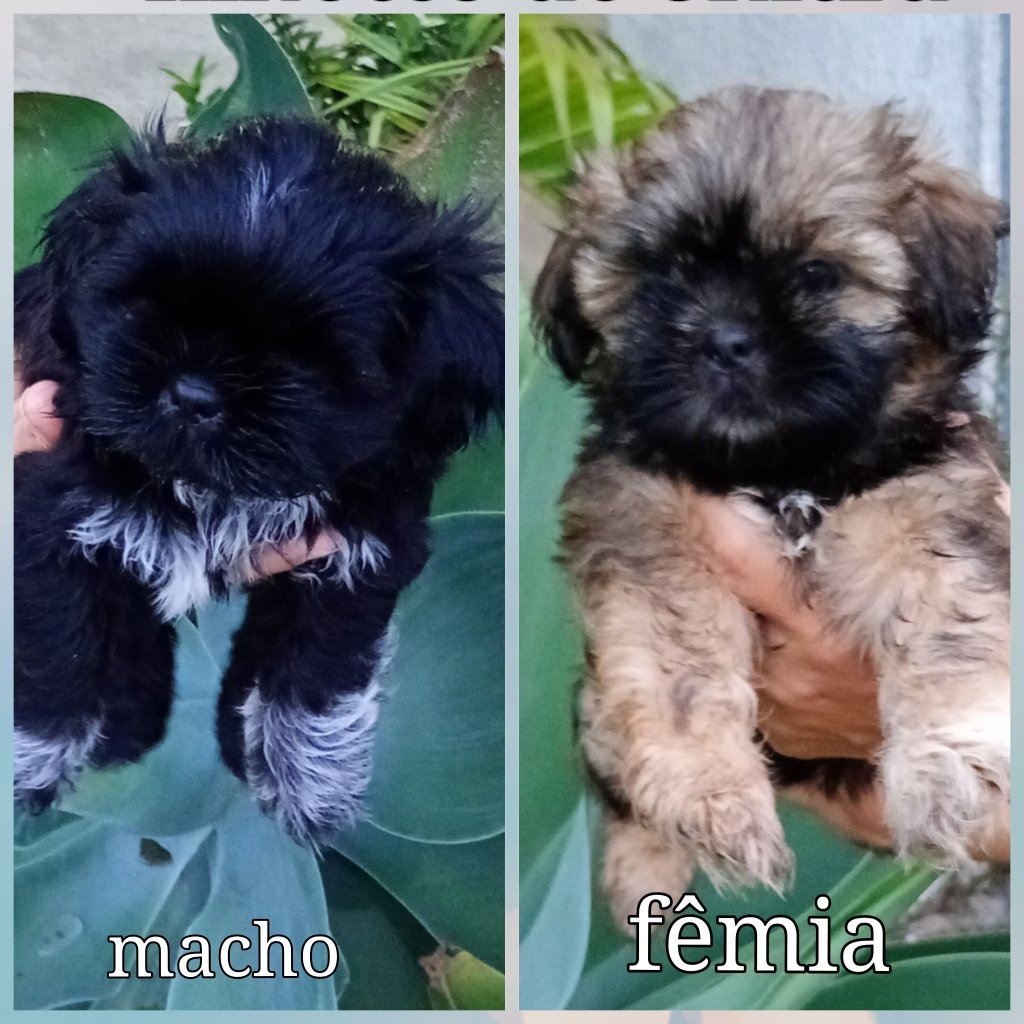 Filhotes de Shitzu 