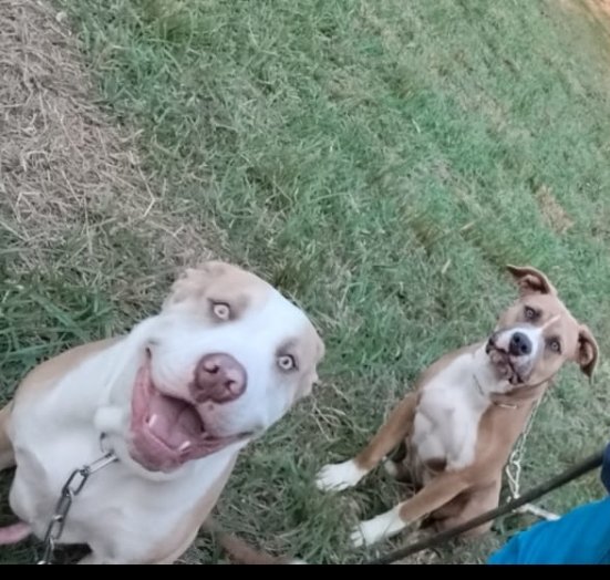 American Bully Stander  - Foto 4
