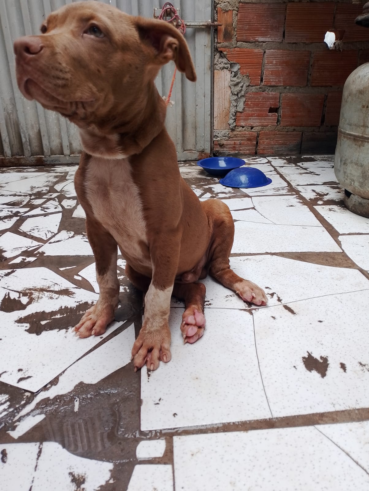 Portal Vendocão  Pitbull São Luís 