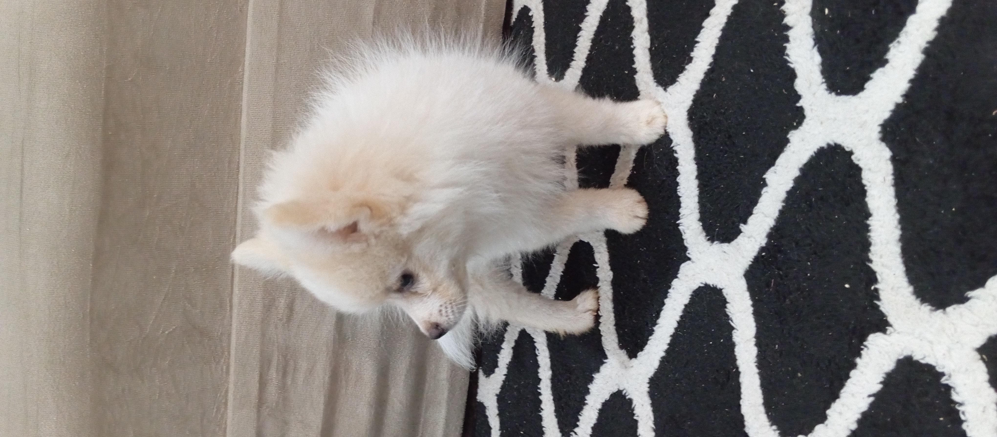 Portal Vendocão Filhotes de Spitz Alemão  Betim