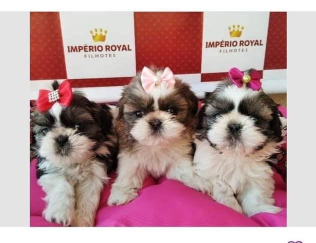 Shihtzu Fêmea Maravilhosa Vacinação Importada  - Foto 1