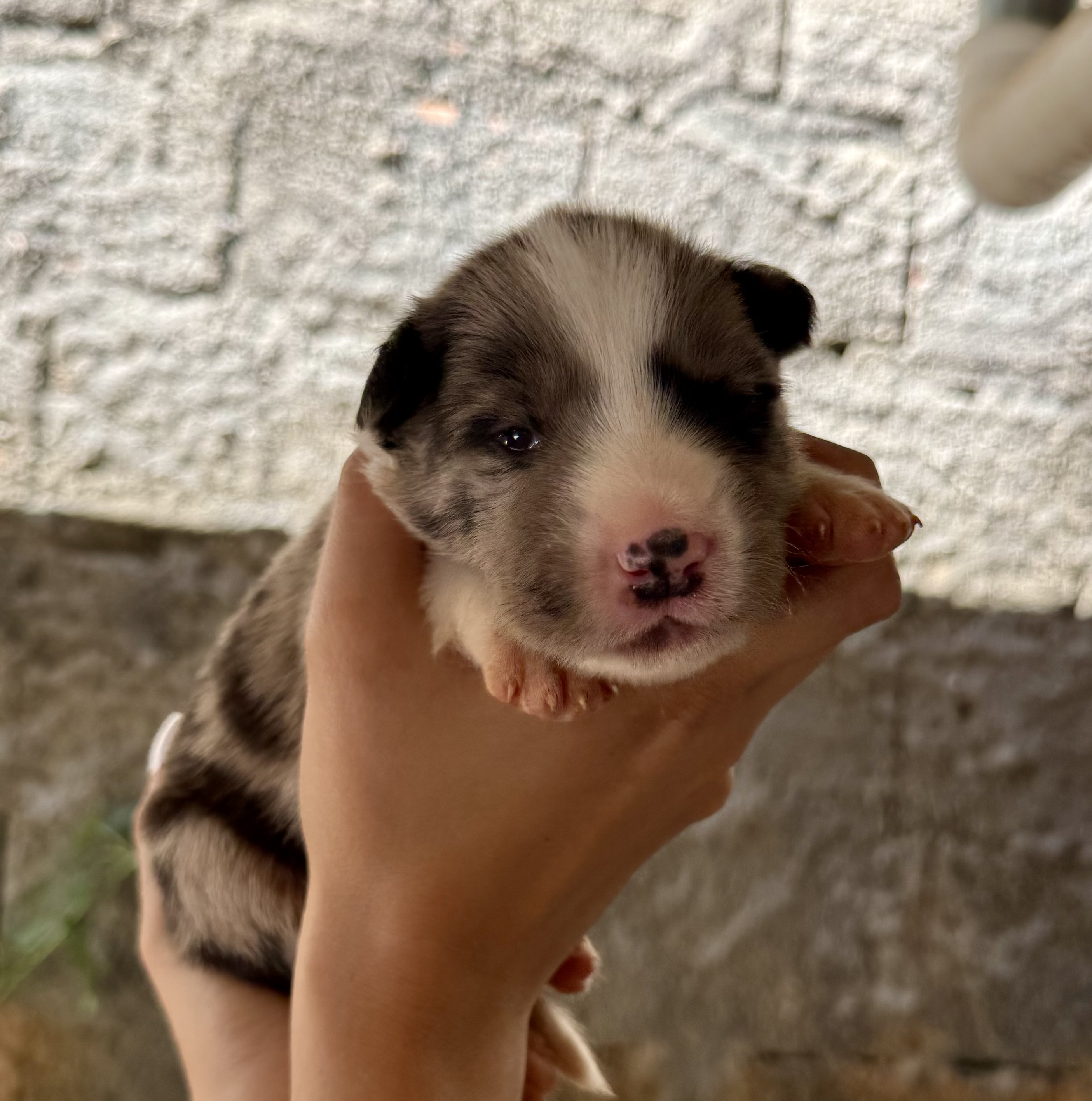 Filhotes Border Collie - Foto 4