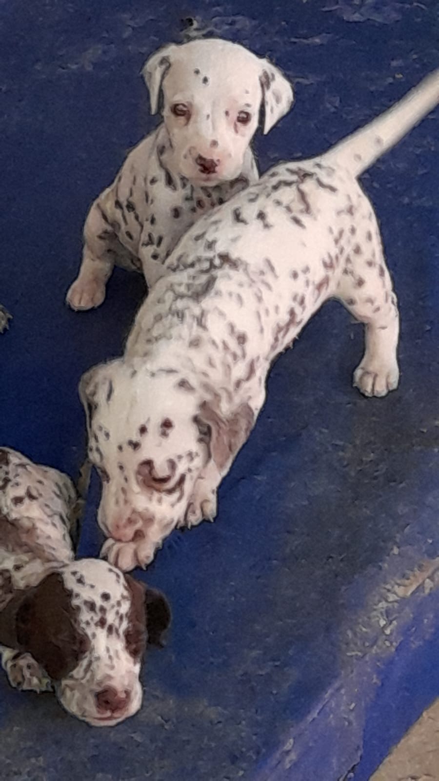 Portal Vendocão Lindos Filhotes Dálmata  Jundia