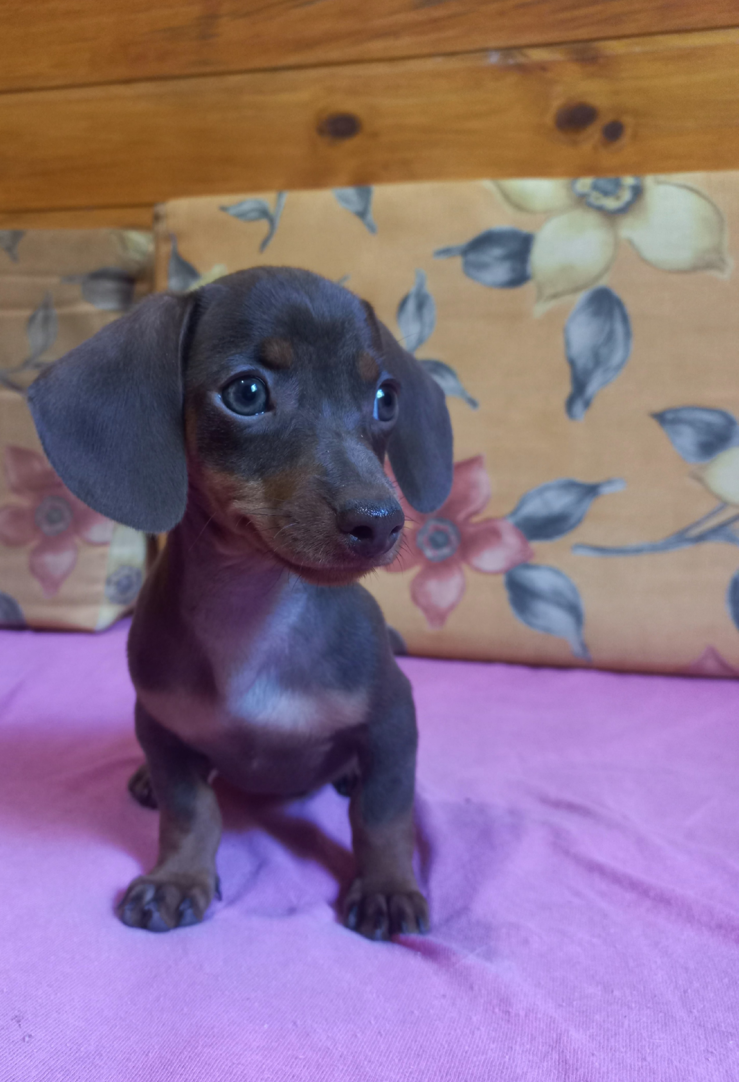 Dachshund machos chocolate 