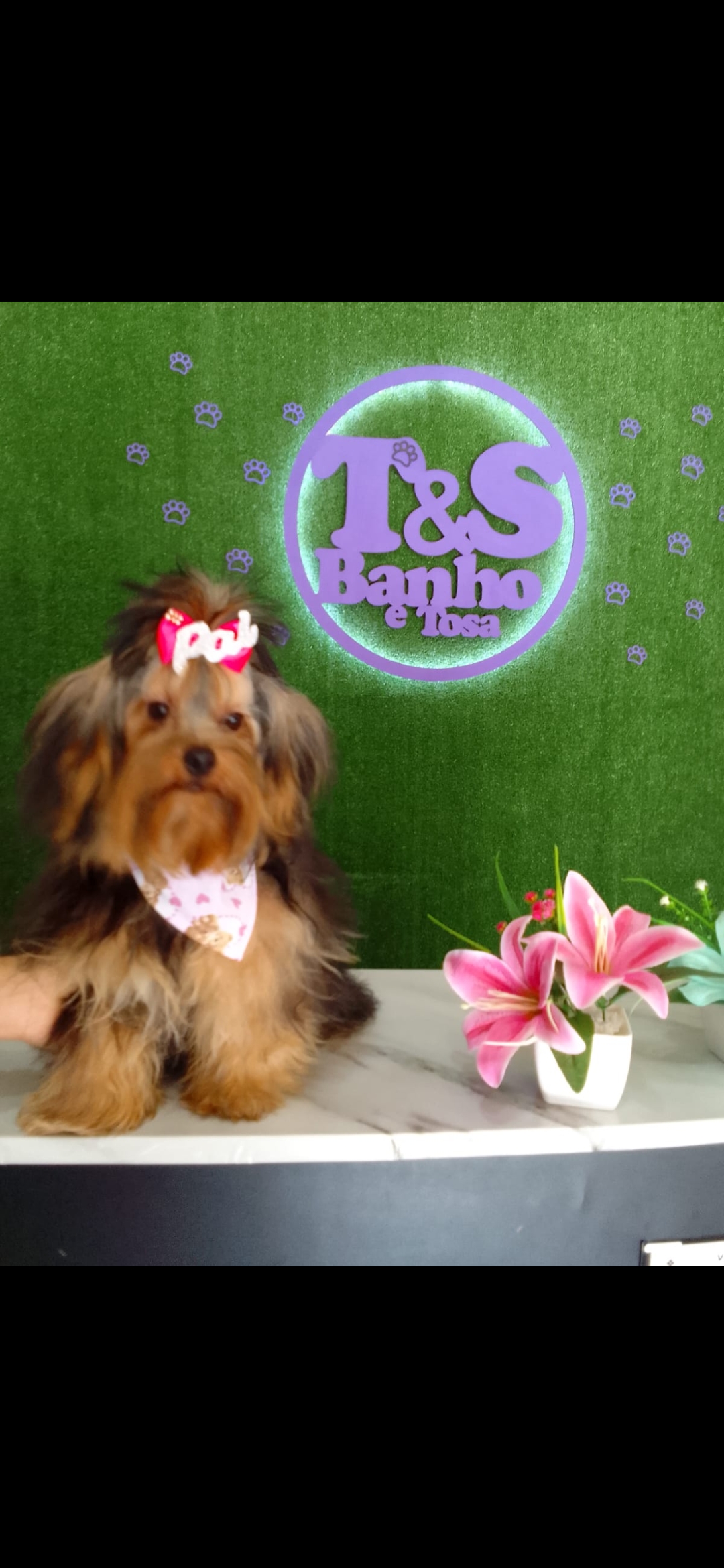 Portal Vendocão Filhotes de yorkshire terrier  Niteroi