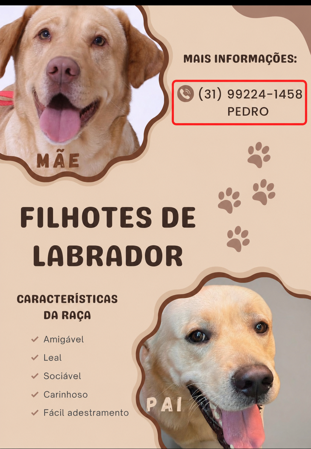 Filhotes de Labrador 
