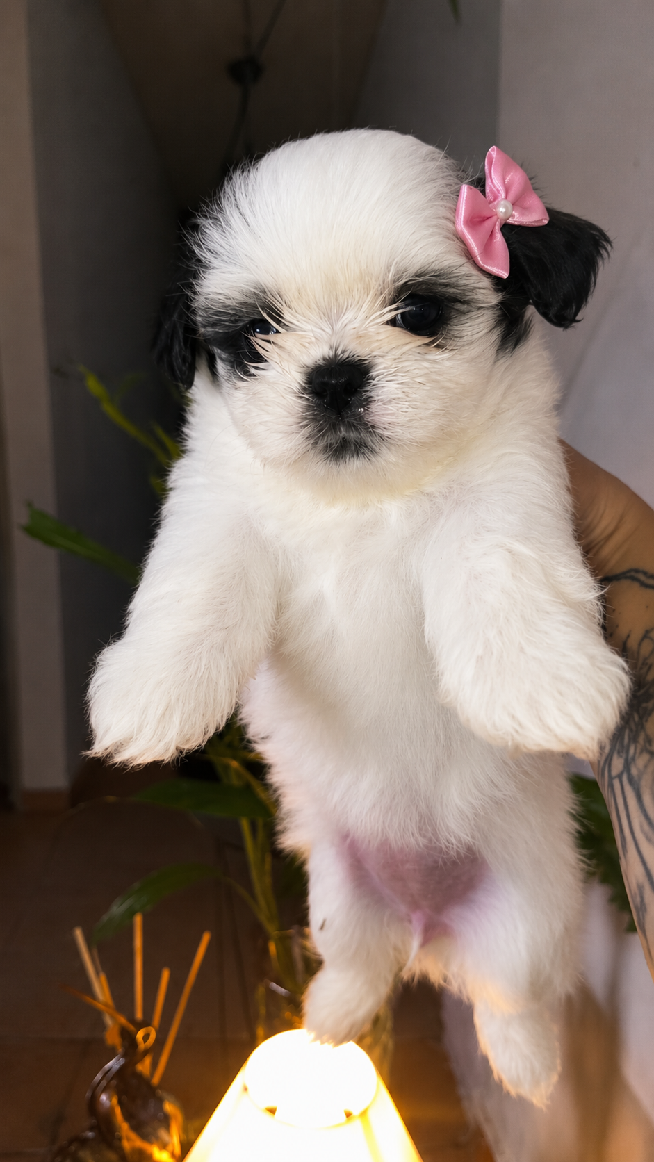 Filhotes de Shih Tzu lindos e carinhosos - Foto 2