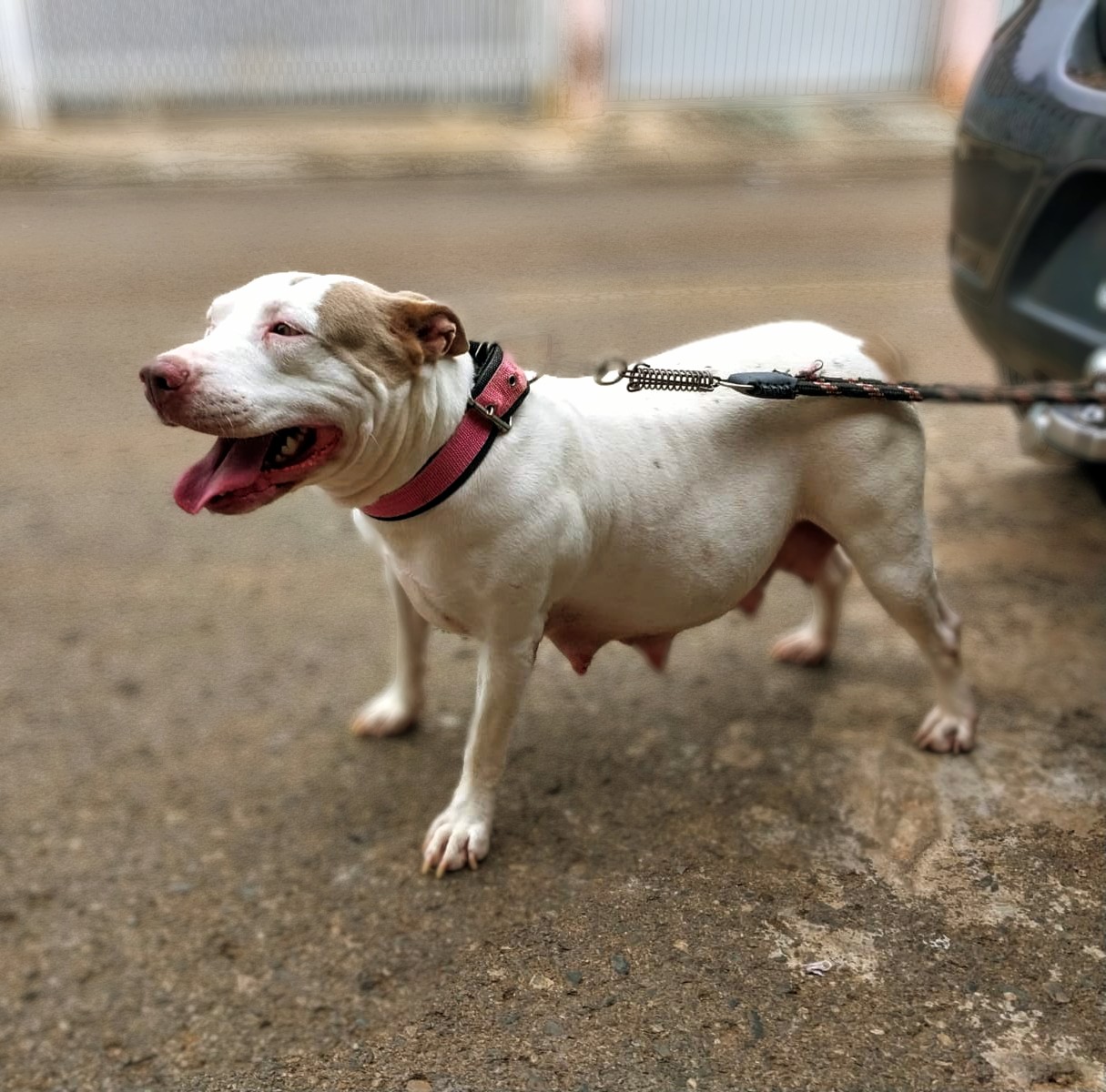 Portal Vendocão Filhotes de Pitbull Red nose original  Anápolis 