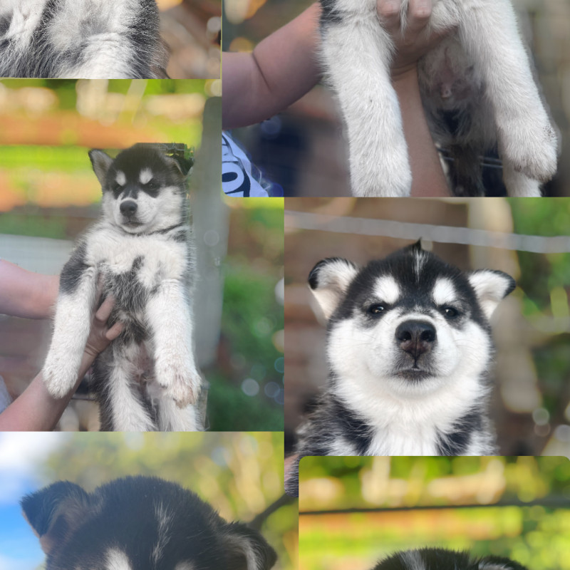 LINDOS FILHOTES DE HUSKY SIBERIANO