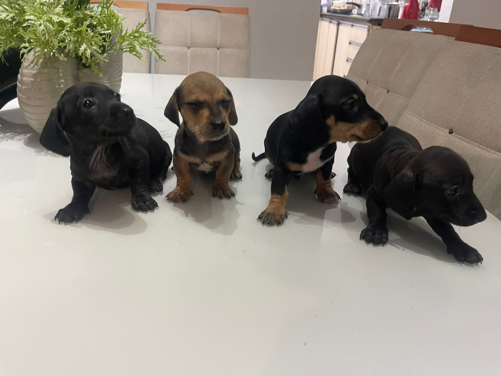Basset round/ salsicha - Foto 4