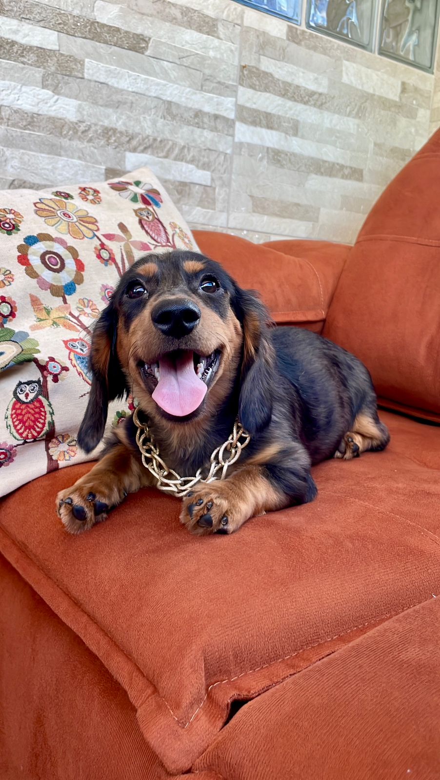 Portal Vendocão Vende-se Lindo Filhote De Dachshund Macho ( Teckel ) Pelos Longos Recife