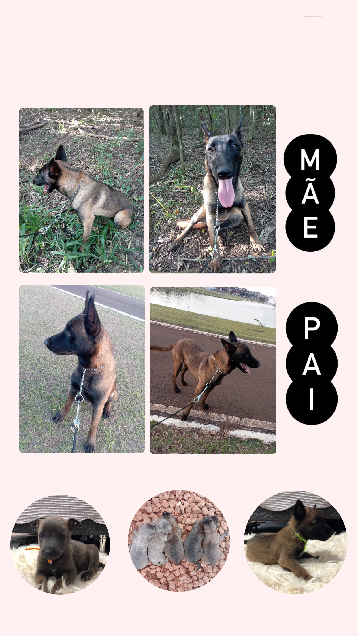 Portal Vendocão FILHOTES PASTOR BELGA MALINOIS Palotina 