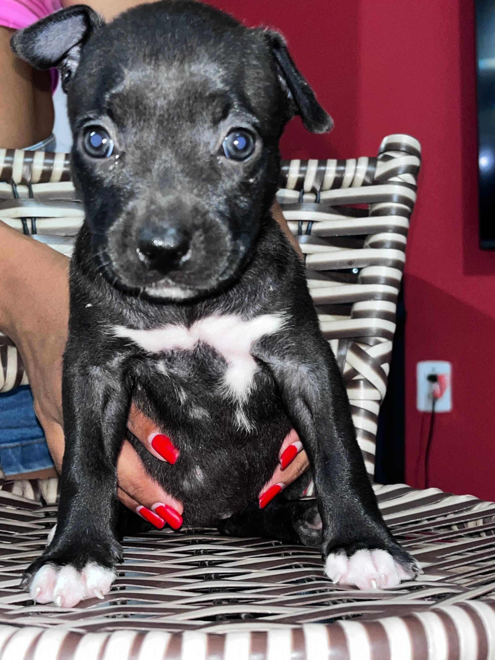 Pitbull com pitmonstte 