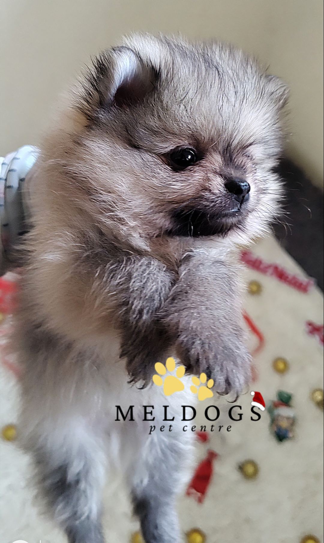  VENDO FILHOTE SPITZ ALEMÃO ANÃO  - Foto 1