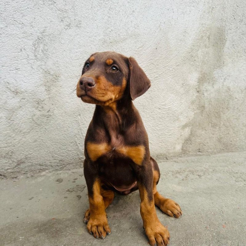 Lindos filhotes de Doberman