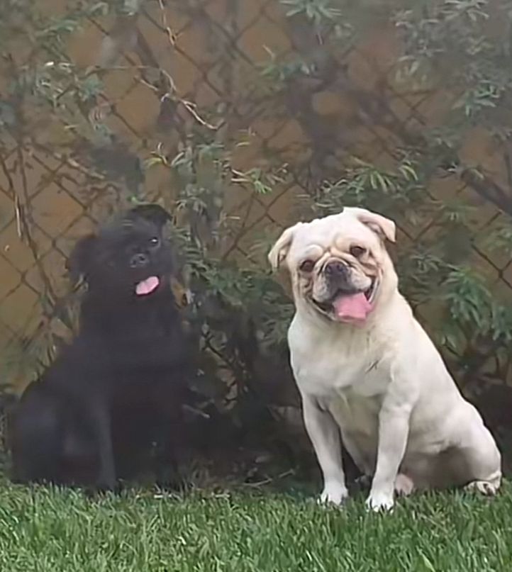 Portal Vendocão Filhotes de Pug (Leia Descrição) Rio de Janeiro